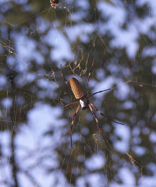 Nephila clavipes