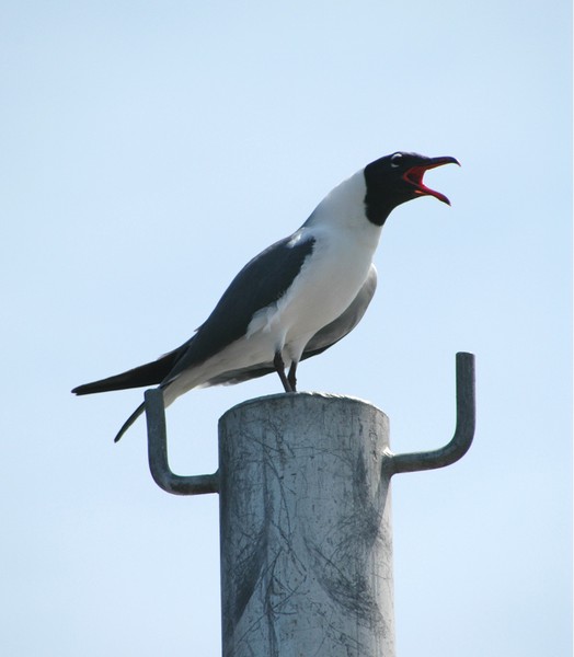 Larus atricilla