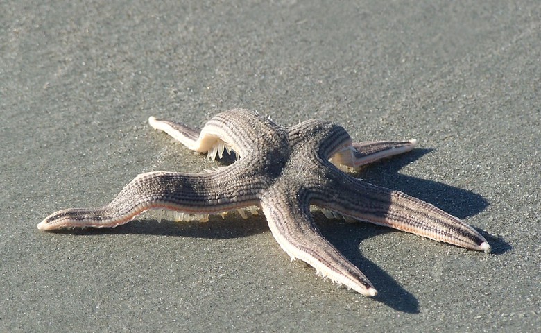 short essay on starfish