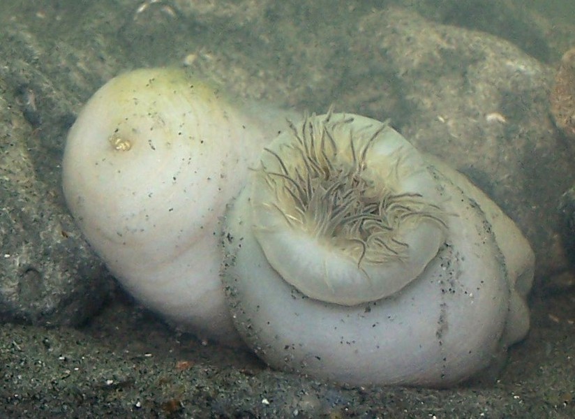 Cnidaria