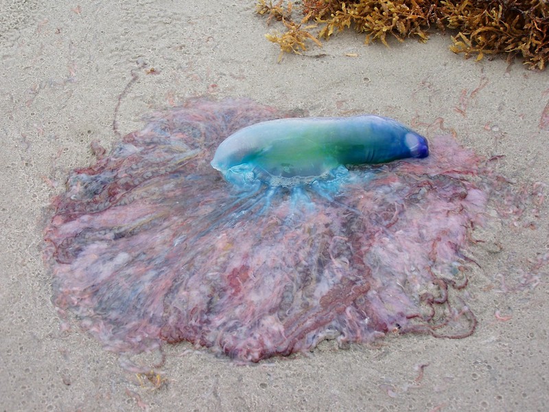 Portuguese man-of-war, Size, Sting, & Facts