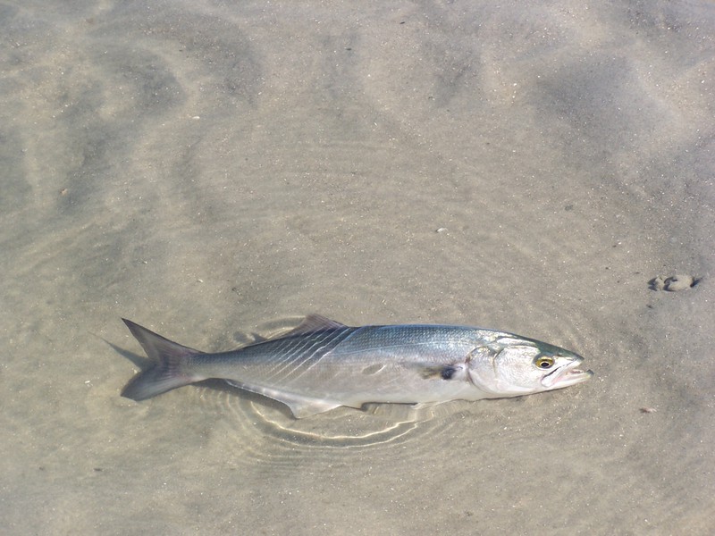 Pomatomidae