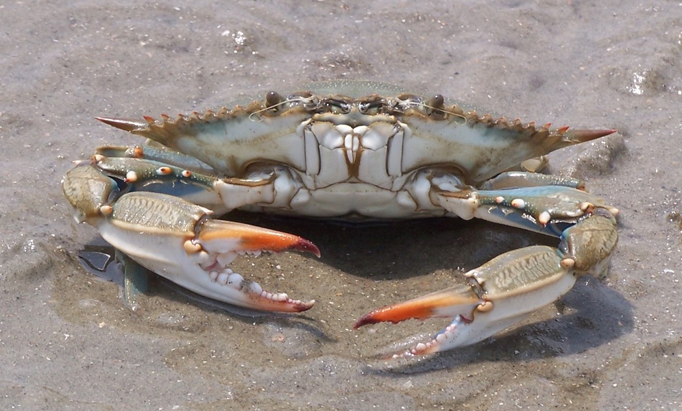 blue_crab_5_23_05_100_4113