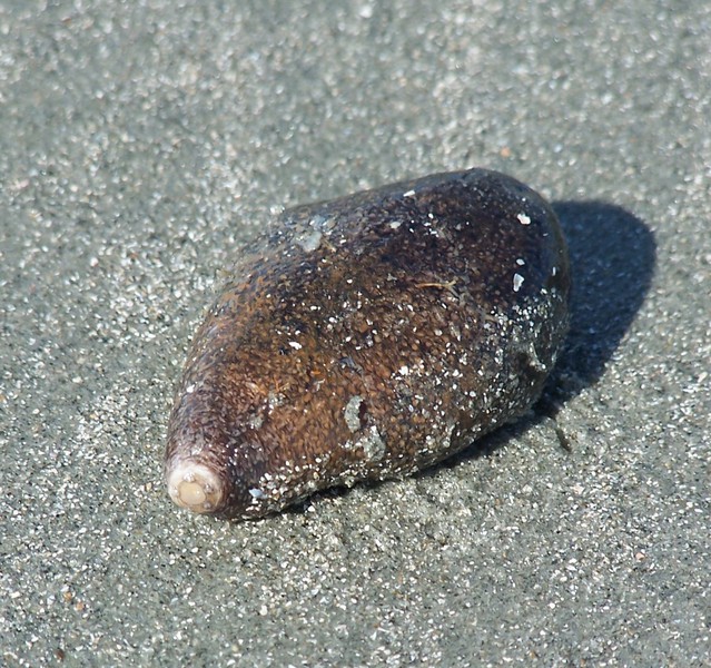 Deuterostomia