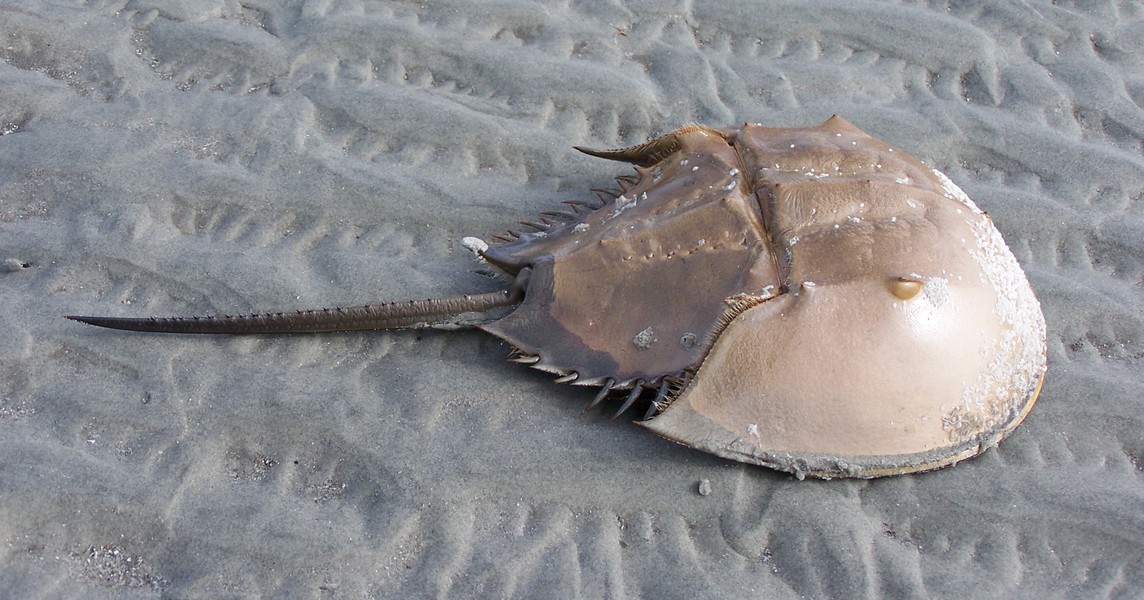 Limulus