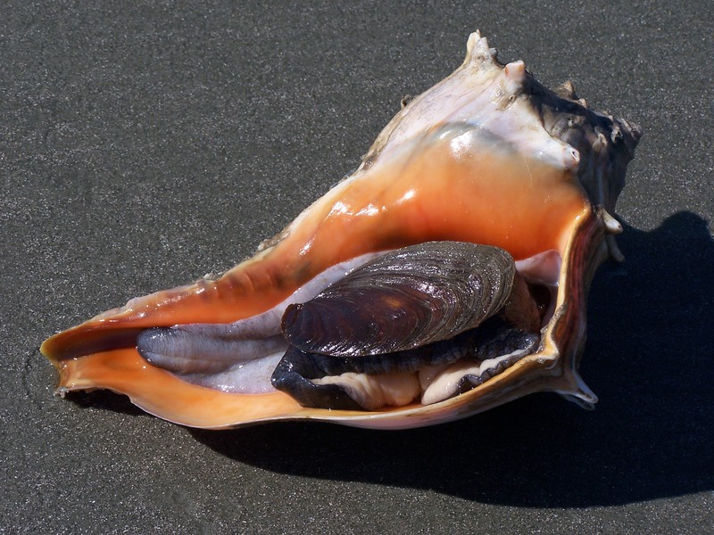 Busycon carica (Knobbed whelk)