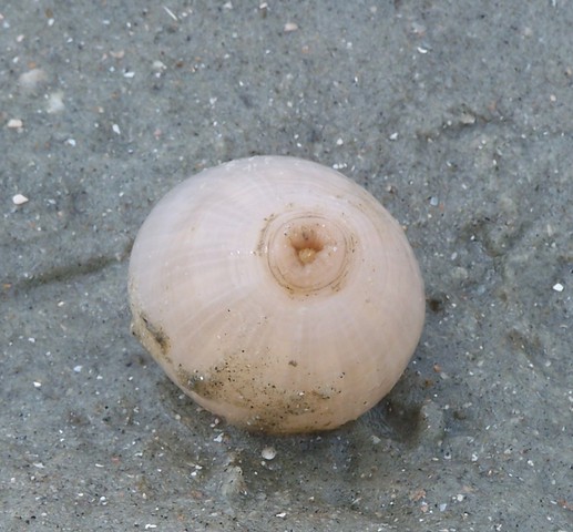 Photo of Paranthus rapiformis