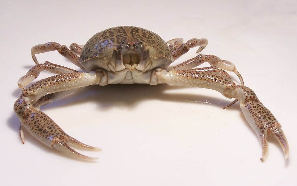 Malacostraca