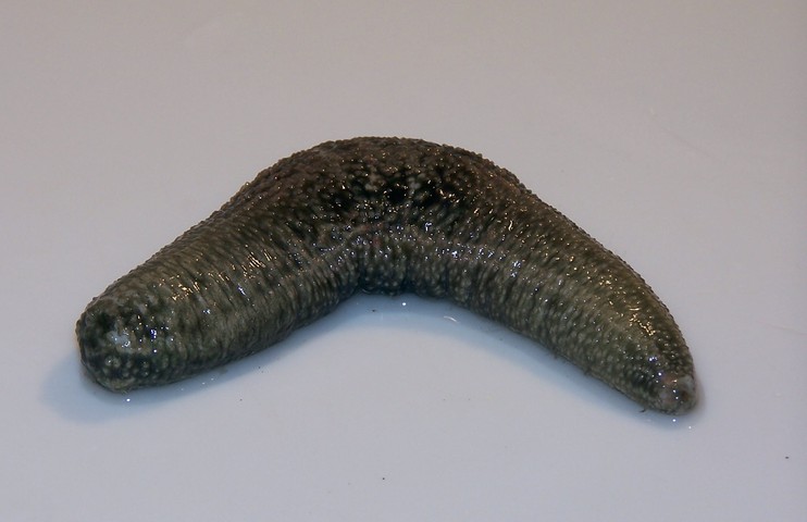 Photo of Thyonella gemmata