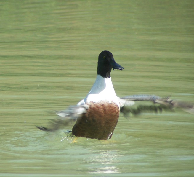 Anseriformes