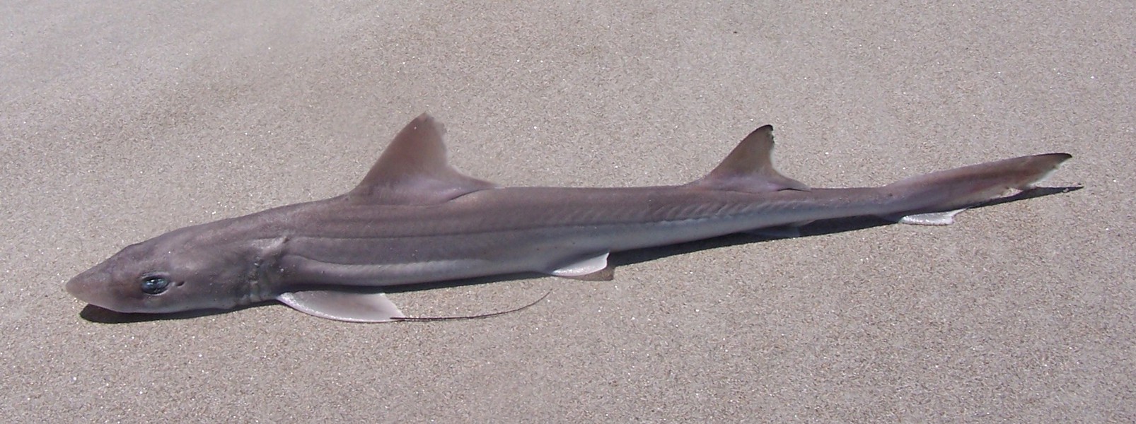 Chondrichthyes