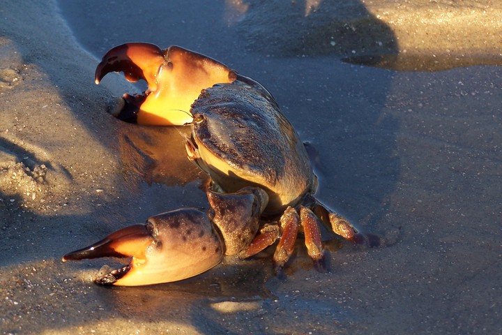 stone crab