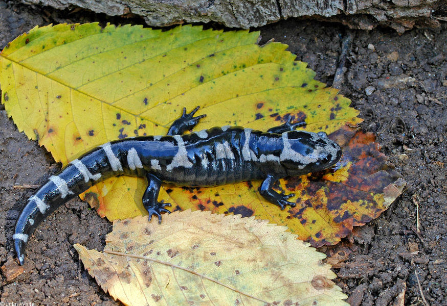 ambystoma_opacum