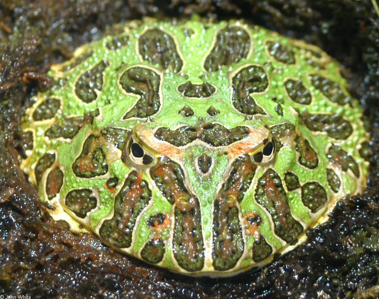ceratophrys_ornata1