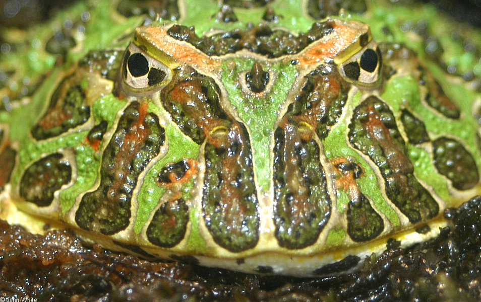 ceratophrys_ornata2