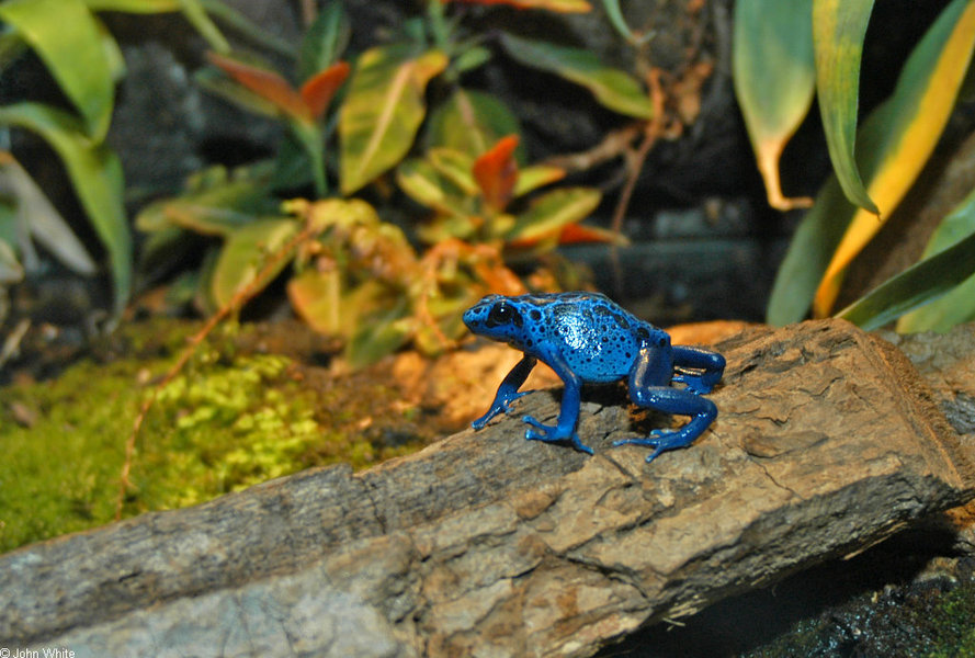 dendrobates_azureus2