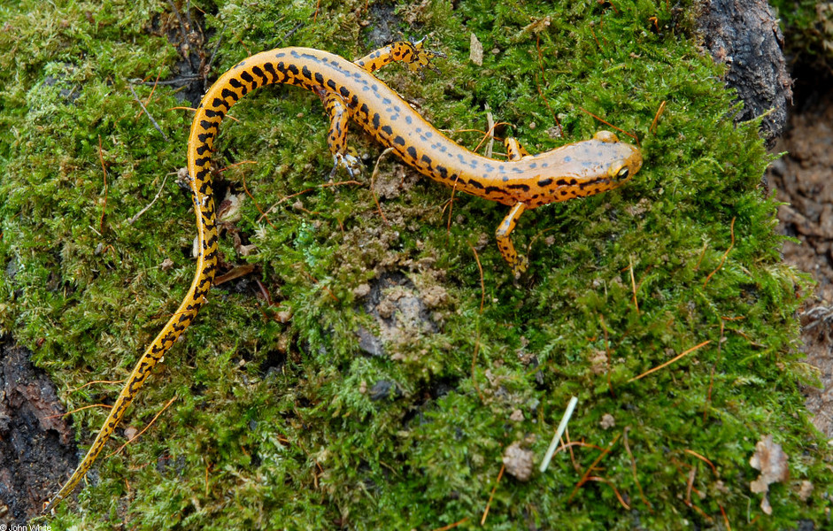 eurycea_longicauda_longicauda1