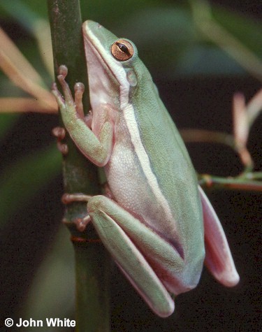 Hyla