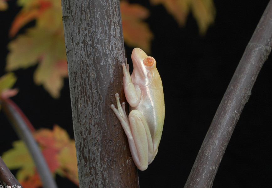 hyla_cinerea