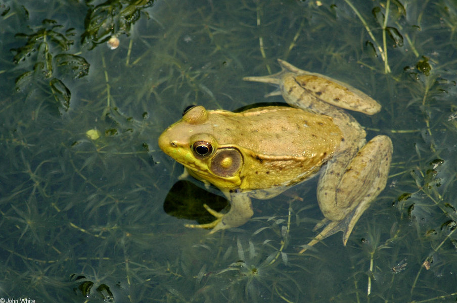 lithobates_clamitans_melanota2