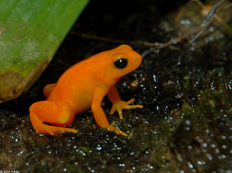 mantella_aurantiaca1