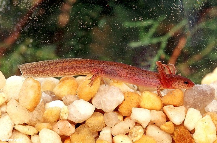 Photo of Pseudotriton montanus