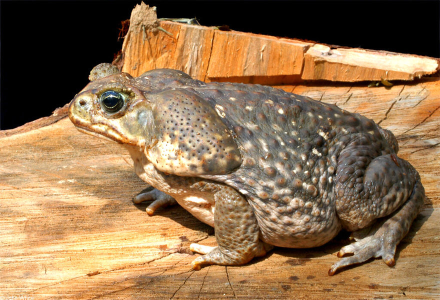 rhinella_marina1
