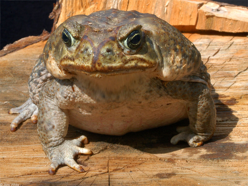 rhinella_marina2