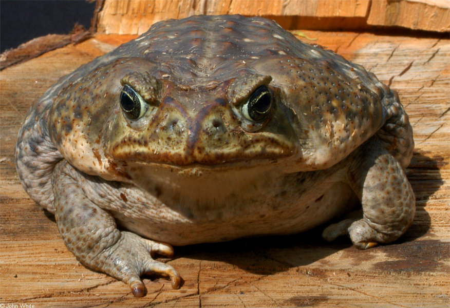 rhinella_marina3