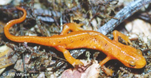 Deuterostomia