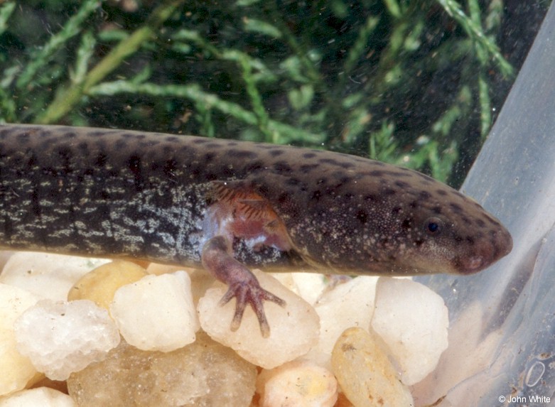 freshwater dogfish with legs