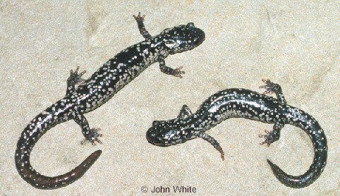 Plethodon