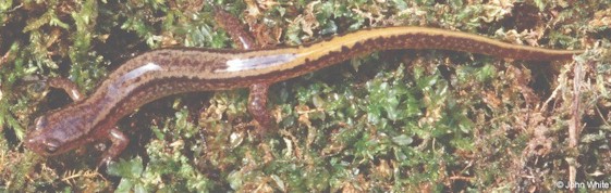 Eurycea bislineata