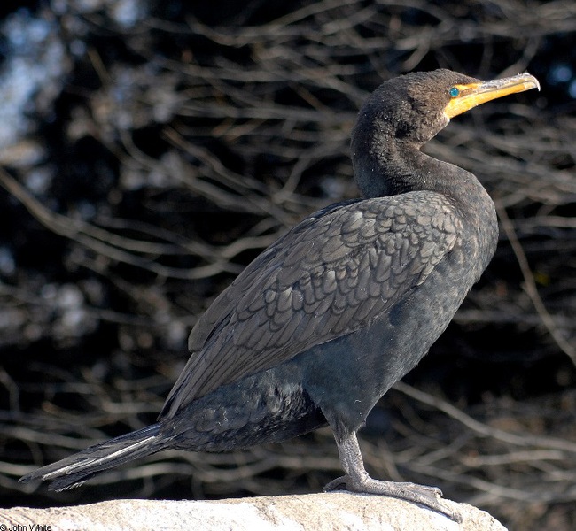 Phalacrocoracidae