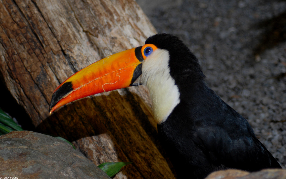 Ramphastos toco