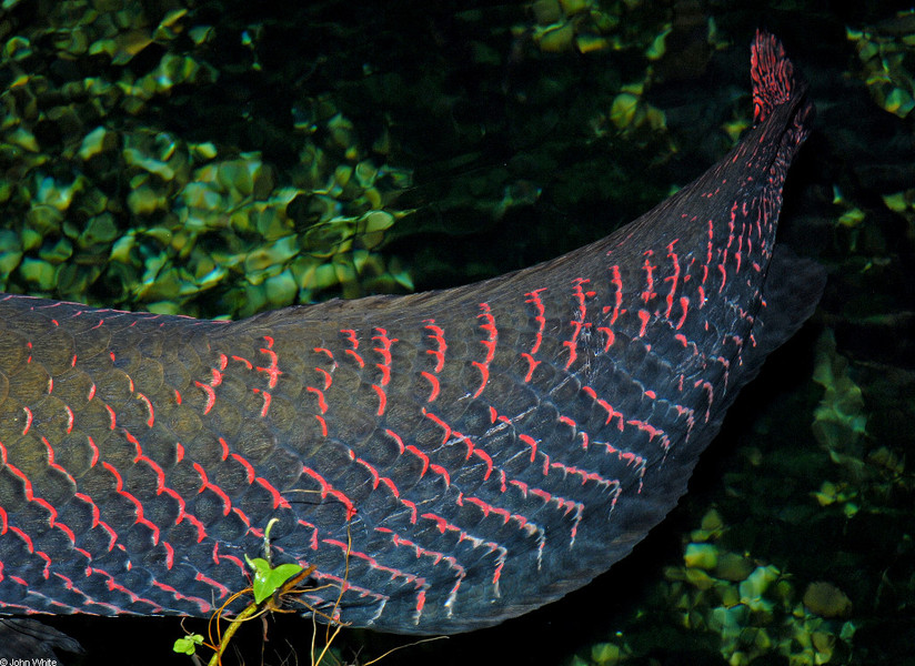 arapaima_gigas3