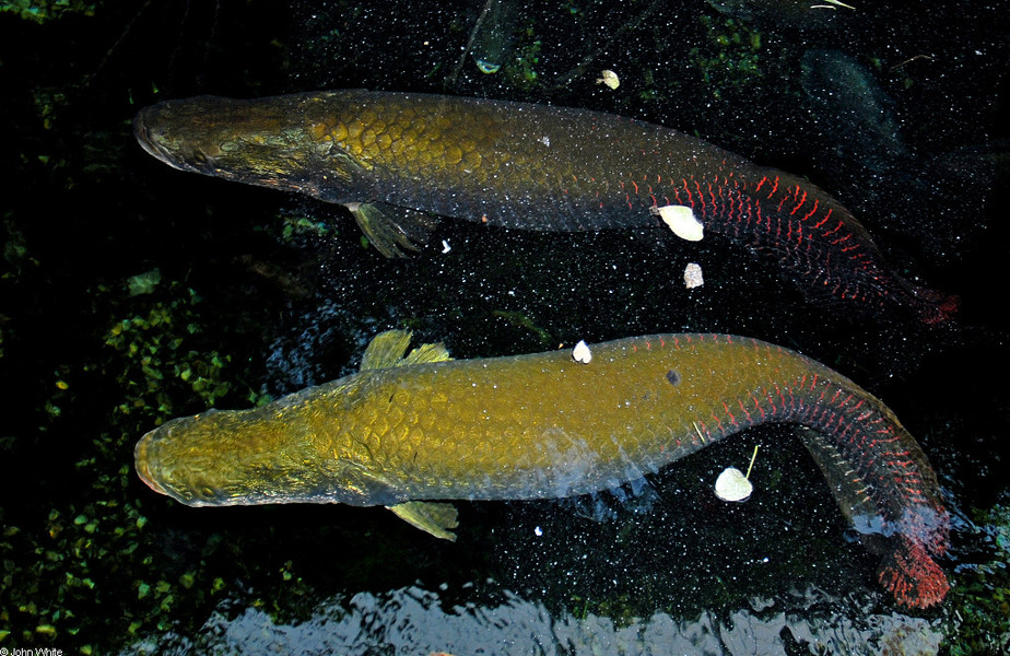 arapaima_gigas4