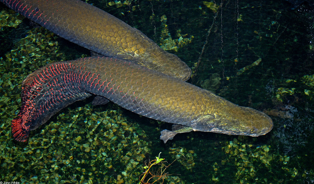 arapaima_gigas5