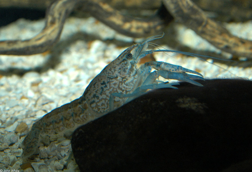cambarus_bartonii_bartonii