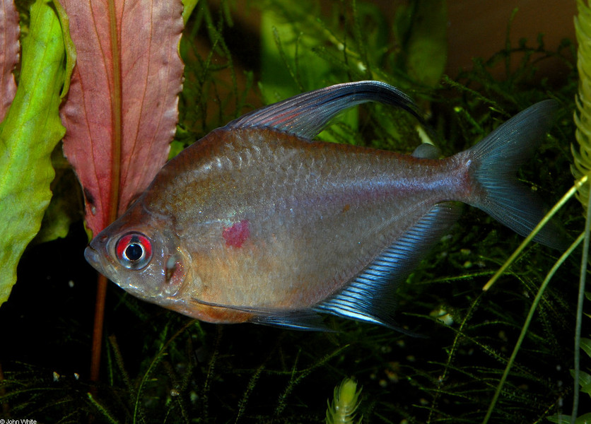 hyphessobrycon_erythrostigma