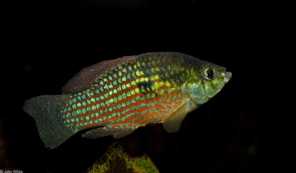 jordanella_floridae