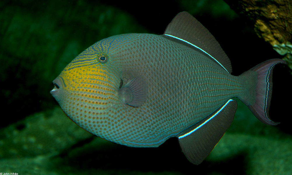 melichthys_niger2