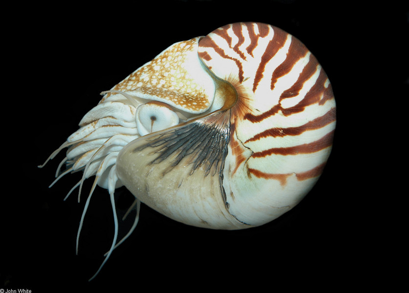 nautilus_pompilius