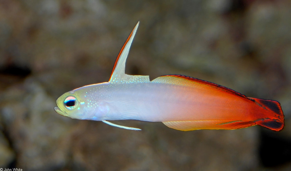 nemateleotris_magnifica