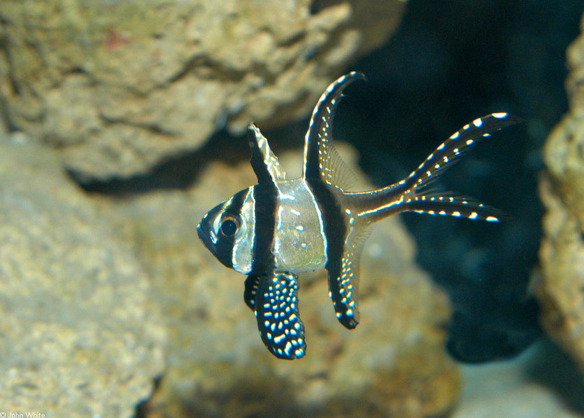 pterapogon_kauderni