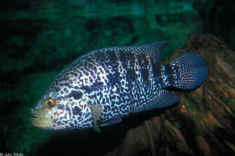 rocio_octofasciata