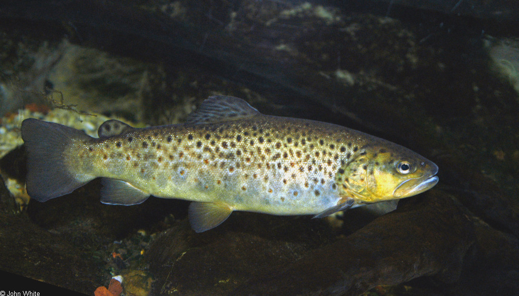 salmo_trutta
