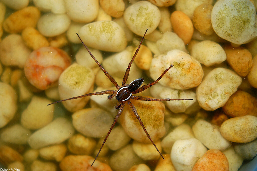 dolomedes_triton1