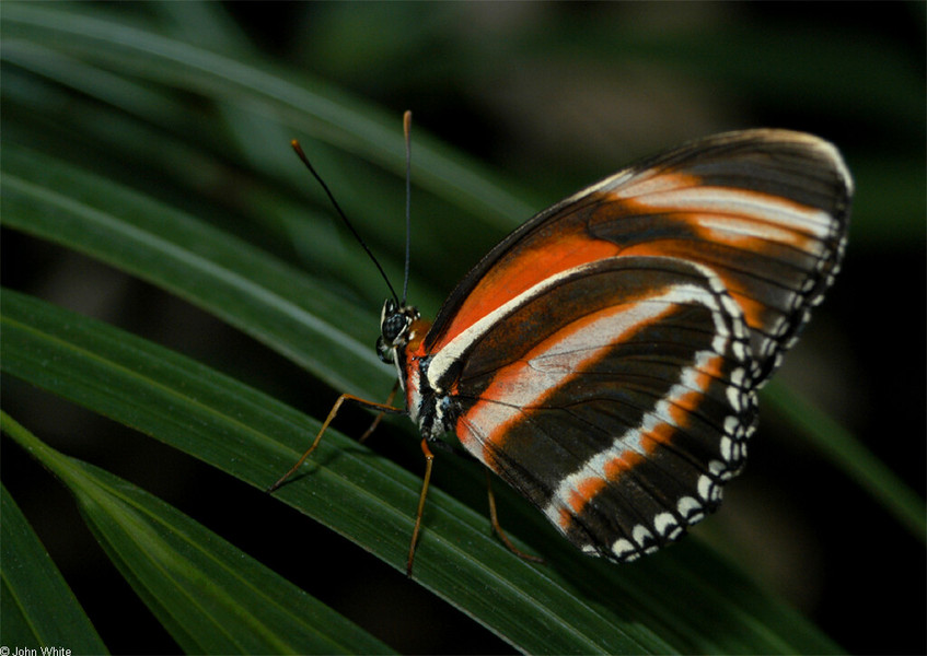 dryadula_phaetusa2