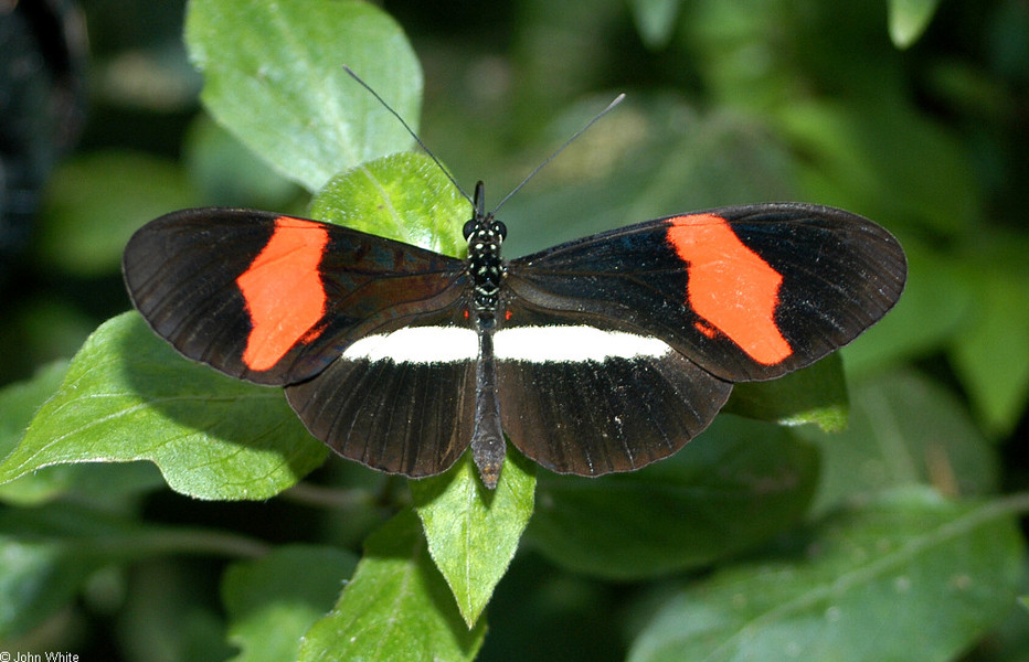 heliconius_erato2